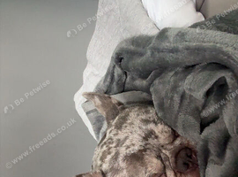 Frenchie dog