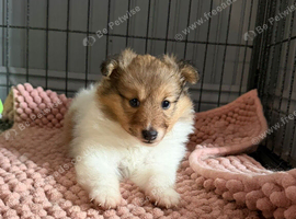 Female Shetland sheepdog looking for her forever home