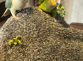 Pair of conures