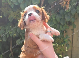 Beautiful health tested cavalier pups