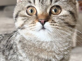 Cutie Kitten for sale due to ill health