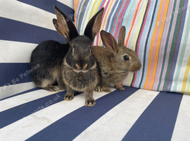 10 BELGAIN HARE KITS