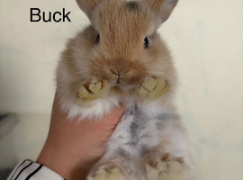 Pure breed mini lops- baby mini lops