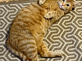 Gorgeous ginger tabby available