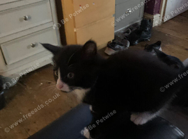 Kittens still available