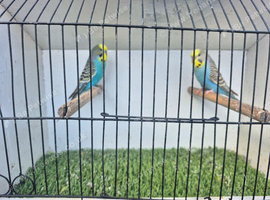 Pretty budgies available for new homes.