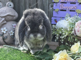 Blue Fox french lop buck