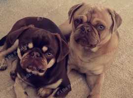 KC slilac pug stud