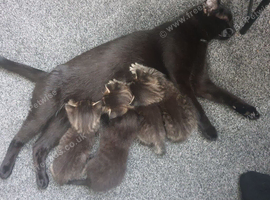 Gorgeous stripey & black kittens for sale!