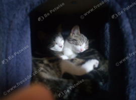 Tortico Kittens need a home