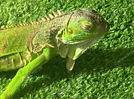 Iguan