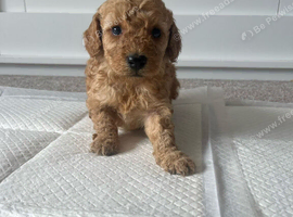 Cockapoo puppies
