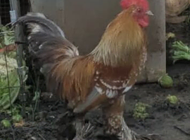 Stunning Mille Fleur Bantam Cockerel