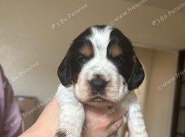 6 beautiful sprocker cross puppy's for sale