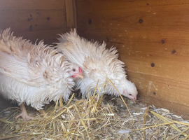 2 frizzle bantams
