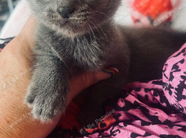 Grey/Russian Blue