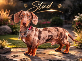 Mr Darcy &ndash; Chocolate Dapple Dachshund Stud