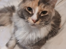 Beautiful Blue tortie female Mainecoon