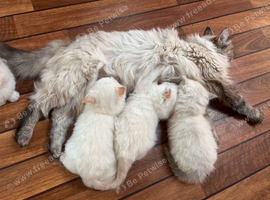 Beautiful,friendly,kind ragdolls kittens available.