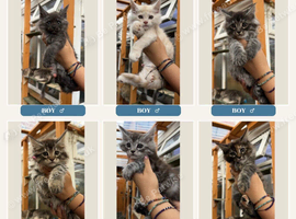 GCCF Fully Registered Maine Coon Kittens &ndash; Ready October