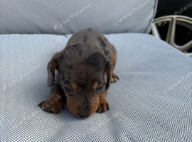 4 dachshund puppies