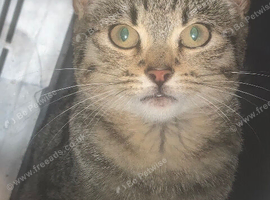 Tabby