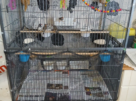 Zebra finches + gage
