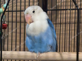 Blue male lovebird
