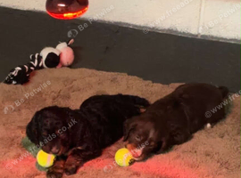 2 male cocker spaniels
