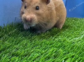 Beautiful Syrian Hamster Girl