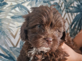 Stunning shih poo puppies