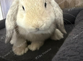 Pure Mini Lop Babies 15 weeks old