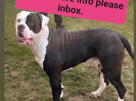 American bulldog