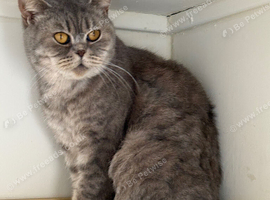 Active GCCF BSH spotted tabby - Kiki