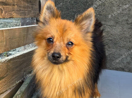 Adult Dogs Looking for Their Forever  Homes