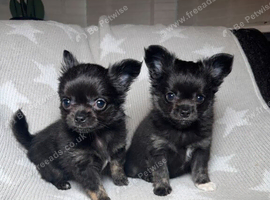 2 Beautiful Longhair Chihuahua Males