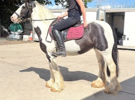 Lovely little pony for somone