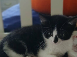 KITTENS - 3 X BLACK AND WHITE &ndash; BORN 28 APRIL