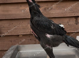 Black o shamo pair
