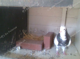 for sale male roller