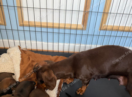 Miniature Dachshund puppies