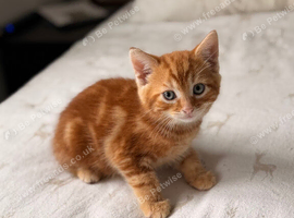 Ginger fluffy kitten
