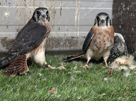 2026 unrelated pair of American kestrels