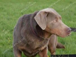 Proven Silver Labrador for stud only