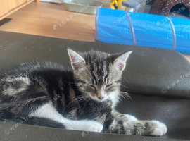Female kitten for Sale