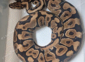 Male spotnose 66%het clown