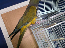 2 year old hand tame very talkative