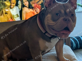 Beautiful dog
