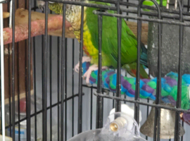 Pine apple conure hand tamed