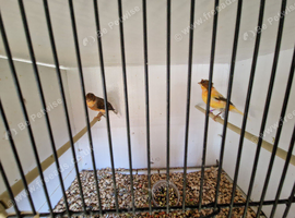 Haraquins canaries for sale
